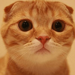 老王加速器最新版本